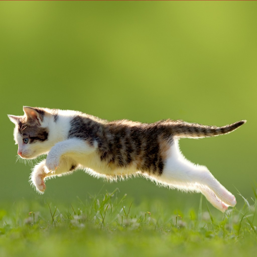 Kedi