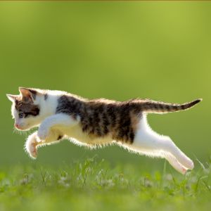 Kedi