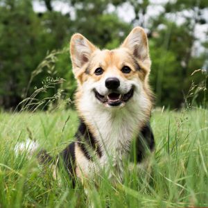 Köpek